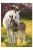 Lovas Spring Foal A/4 gumis mappa Nr4